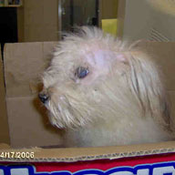 Maltese in a Box