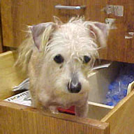 Maltese in a Drawer